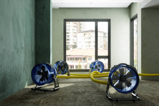 Best Professional water damage repair  in Wolf Creek, UT